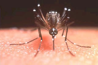dengue-mosquito
