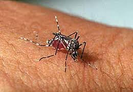 fotos-do-mosquito-da-dengue-2