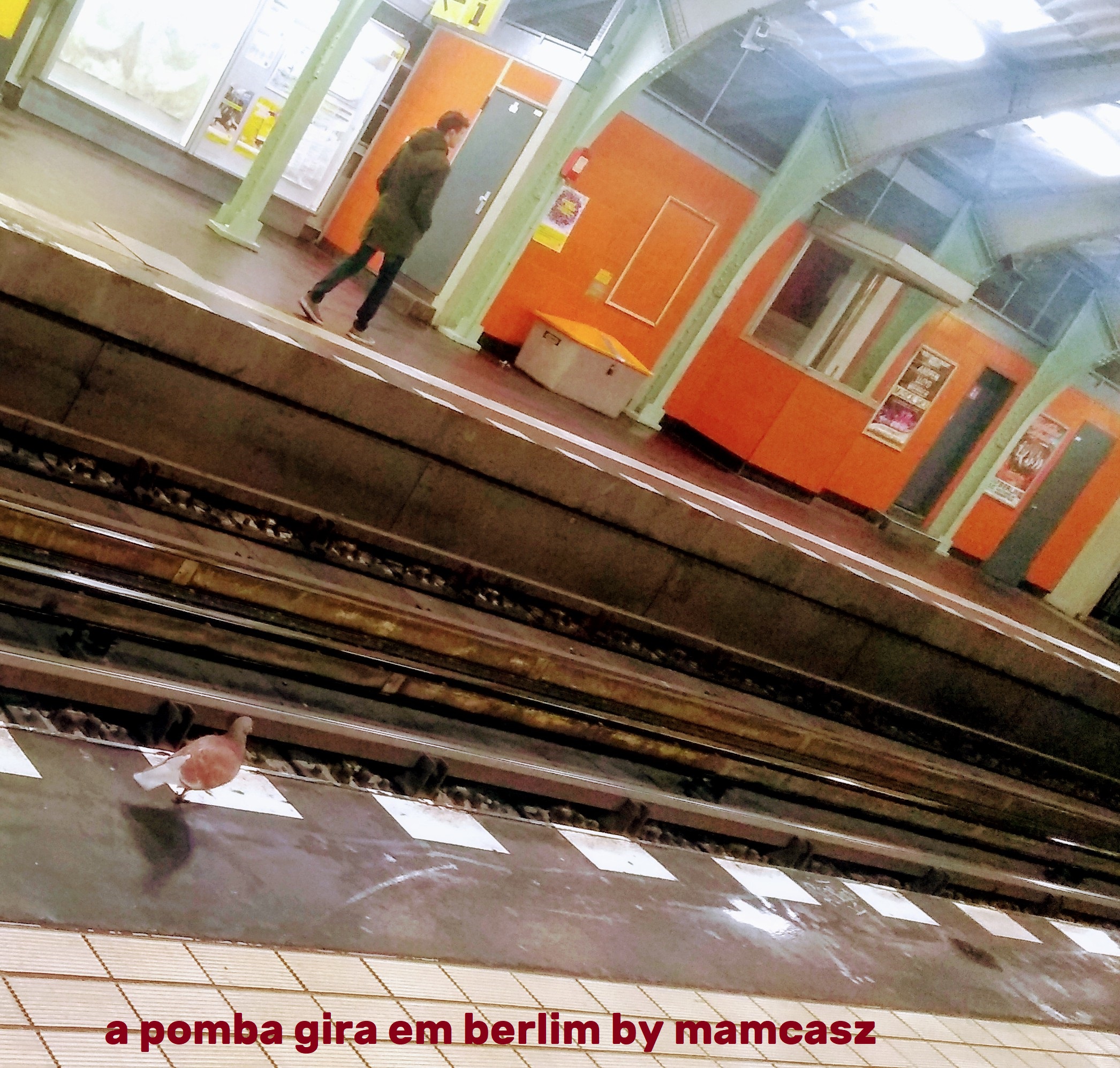 pomba berlim 01