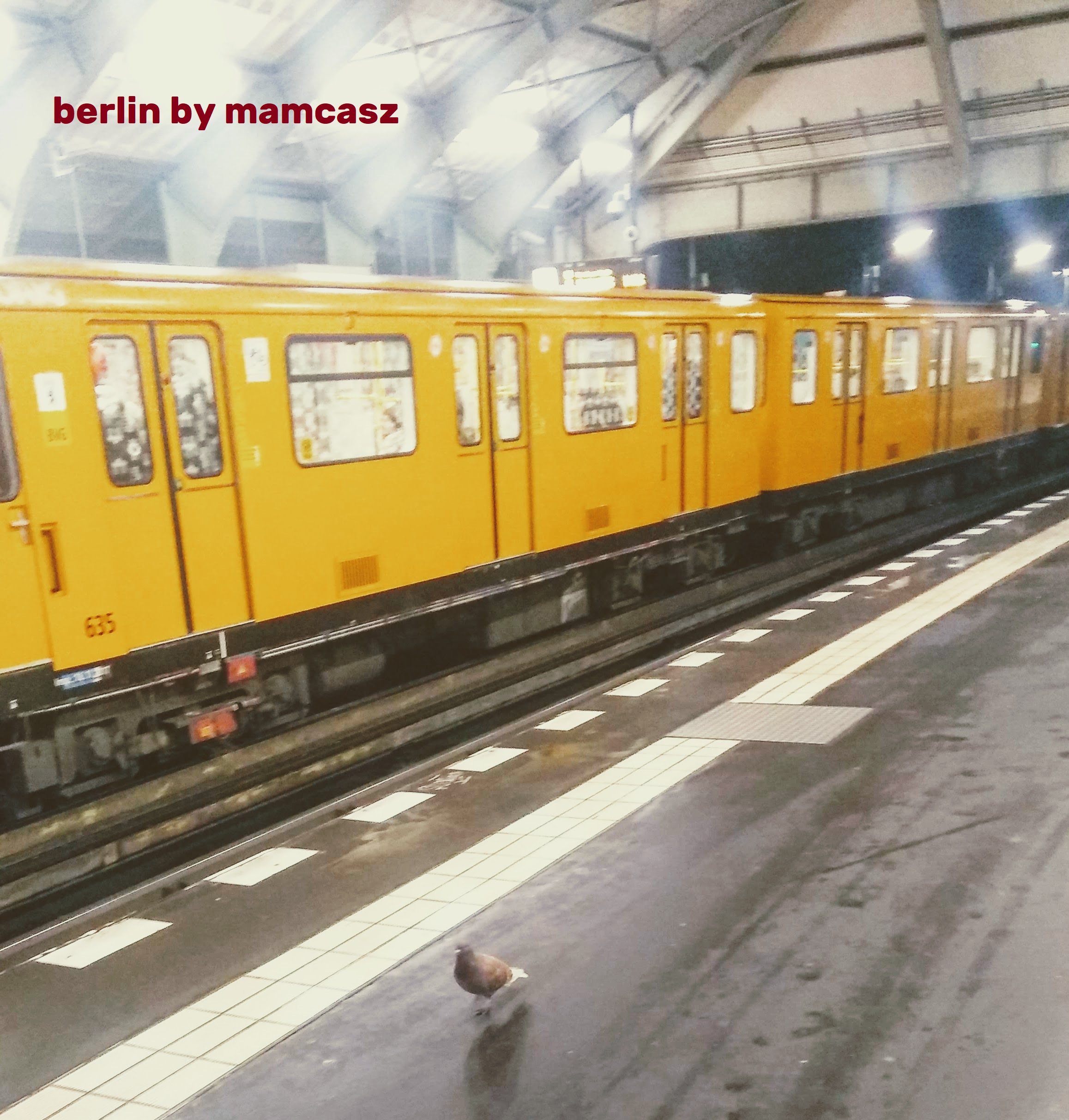 pomba berlim 02