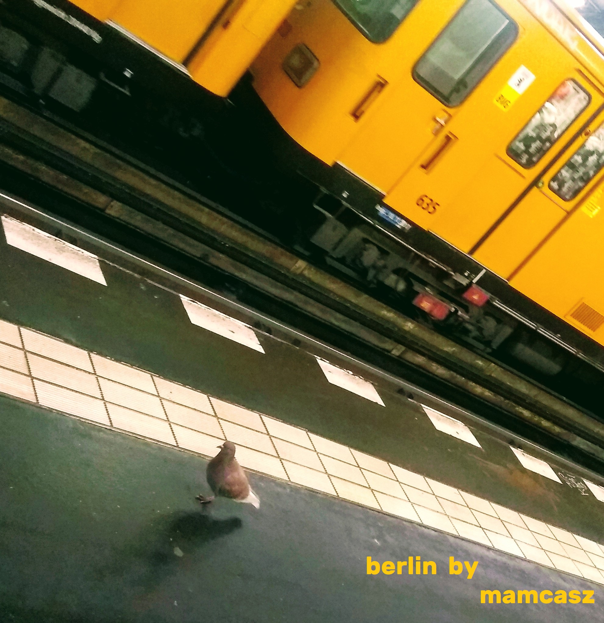 pomba berlim 03